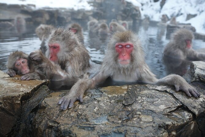 Snow Monkey Park and Miso Production Tour Bullet Train from Tokyo - Key things that make this day trip work