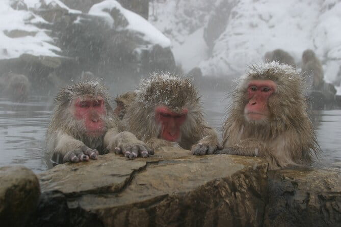 Snow Monkey Park and Miso Production Tour Bullet Train from Tokyo - How this Nagano day trip feels, step by step