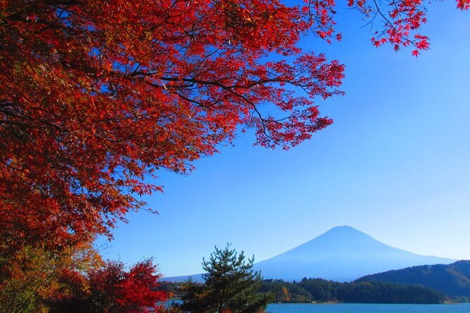 Snow Monkey Park and Miso Production Tour Bullet Train from Tokyo - Your guide’s role: what good interpreting actually changes