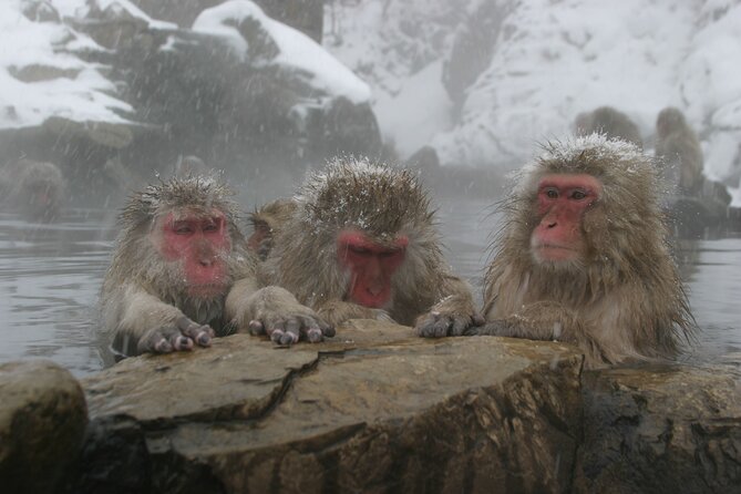 Snow Monkey Park & Miso Production Day Tour from Nagano - Jigokudani Monkey Park: winter cold, real walking, and close encounters