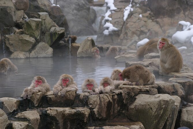 Snow Monkey Park & Miso Production Day Tour from Nagano - What you may (and may not) see at the hot springs