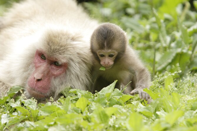 Snow Monkey Park & Miso Production Day Tour from Nagano - The day’s rhythm: timing, walking math, and group size