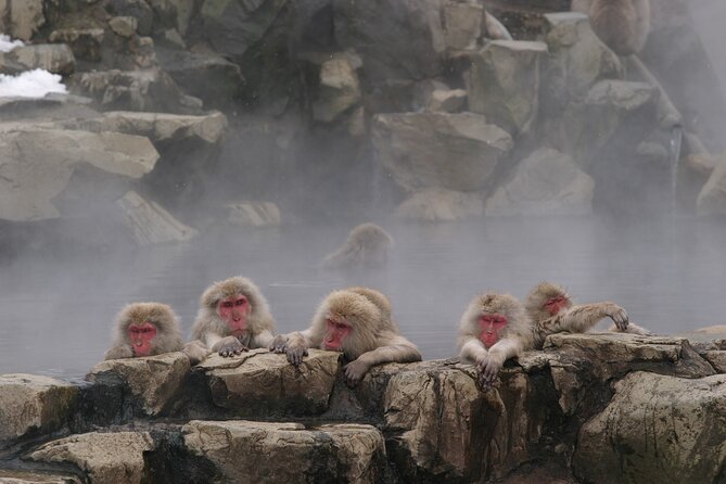 Snow Monkey Park & Miso Production Day Tour from Nagano - Who this tour fits best, and who should look elsewhere