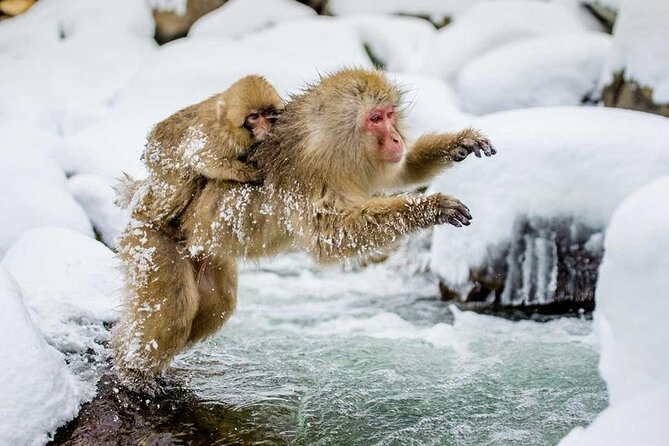 Snow Monkey Park & Zenkoji Temple Nagano Pvt. Full Day Tour. - Key points worth knowing