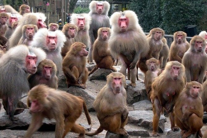 Snow Monkey Park & Zenkoji Temple Nagano Pvt. Full Day Tour. - Jigokudani Snow Monkey Park: How close you really get, and what to expect