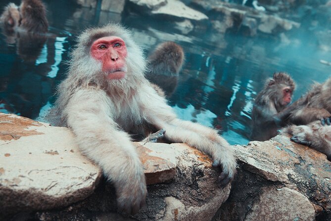 Snow Monkey & Shibu Onsen Afternoon Tour (Depart: Iiyama & Nozwa) - Priority Tickets and Pickup Windows at Iiyama and Nozawa