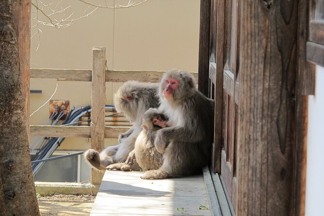 Snow Monkey & Shibu Onsen Afternoon Tour (Depart: Iiyama & Nozwa) - Shoes, Rain Gear, and the No-Luggage Rule