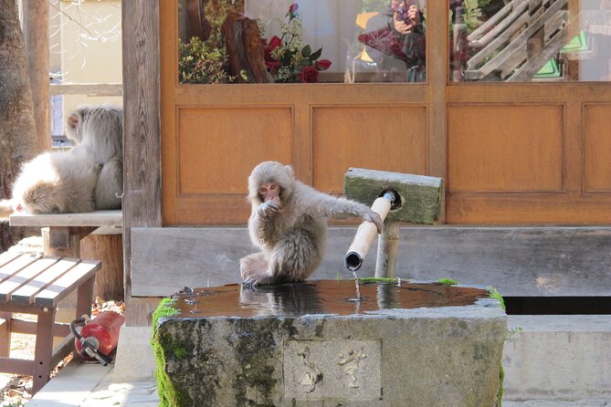 Snow Monkey & Shibu Onsen Afternoon Tour (Depart: Iiyama & Nozwa) - Kokugon-ji Temple Stop When the Season Allows