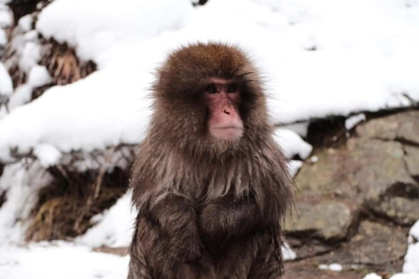 Snow Monkeys & Best of Nagano: Togakushi, Zenko-ji and more - Getting To Jigokudani: The Part That Makes or Breaks Your Day