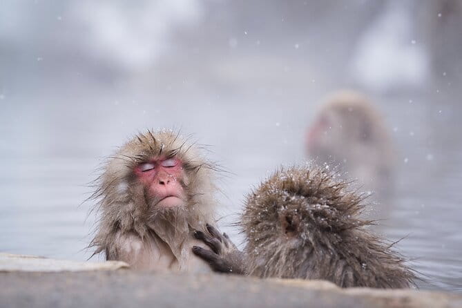 Snow Monkeys, Hokusai & Sake: A Perfect Day in Nagano - Key Things I’d Watch for Before You Go