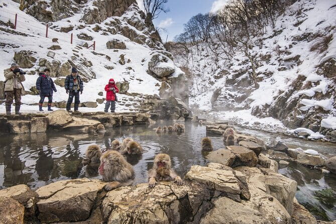 Snow Monkeys, Hokusai & Sake: A Perfect Day in Nagano - Price and Value: Why This One-Day Mix Can Work