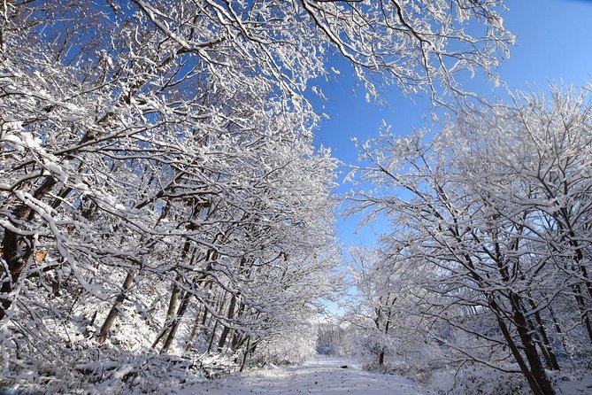 Snowshoe Hike Tour from Sapporo include hotel p/up & drop off - Price and Logistics: What You’re Really Paying For