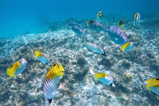 Tokashiki Island Day Trip from Naha - Aharen Beach: your main hangout with lunch and rental gear