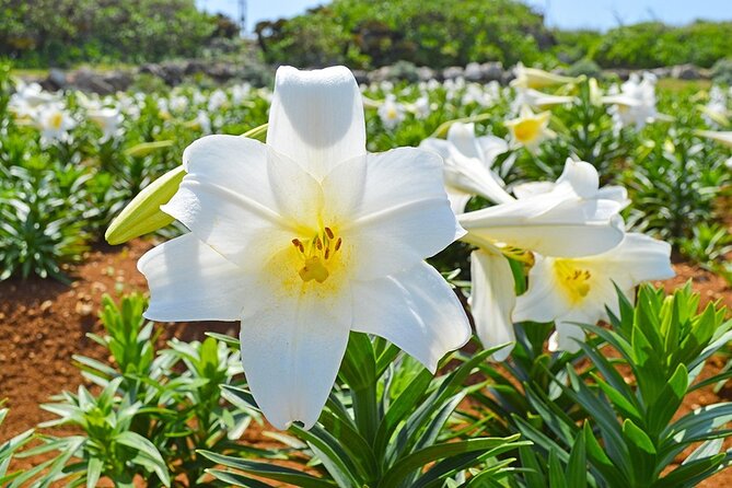 Tokashiki Island Day Trip from Naha - How the transportation works once you are on the island