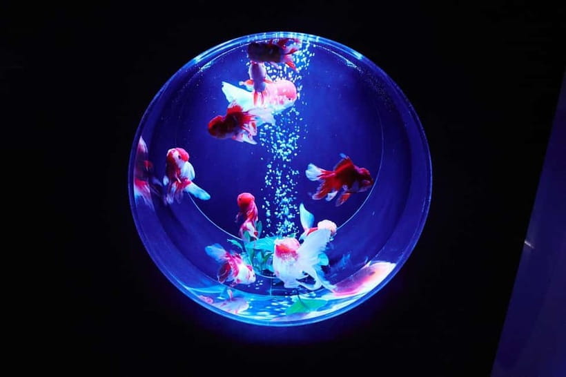 Tokyo: Art Aquarium Museum GINZA Entry Ticket - Key highlights before you go