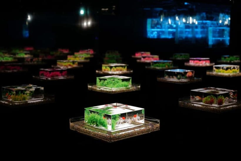 Tokyo: Art Aquarium Museum GINZA Entry Ticket - Ginza Mitsukoshi is the shortcut to finding it