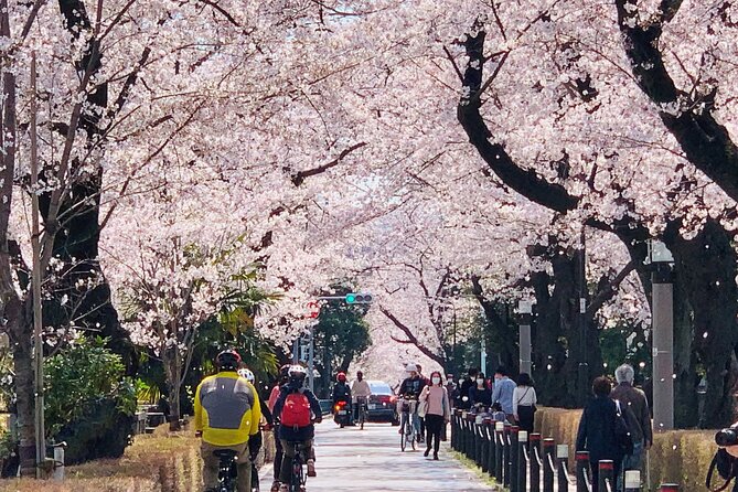 Tokyo Cherry Blossoms blooming spots E-bike Tour, 3hrs - Chidorigafuchi: The Ride-By Sakura Moment