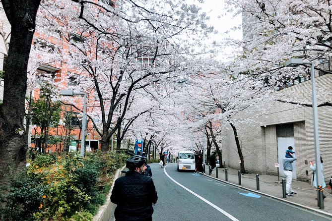 Tokyo Cherry Blossoms blooming spots E-bike Tour, 3hrs - Sotobori Park: The Moat-Side Sakura Effect