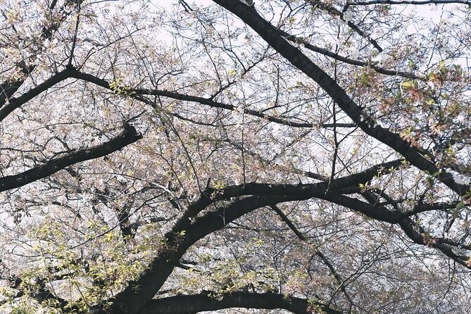 Tokyo City 1-Day Private Tour with Bilingual Driver - Shibuya, Harajuku, and Ebisu: shopping streets and fast-city sights
