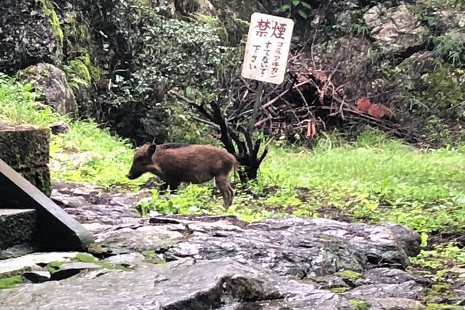 Tokyo Countryside Exploration Private Tour - How the 8 to 9 hours stays comfortable, even when it rains