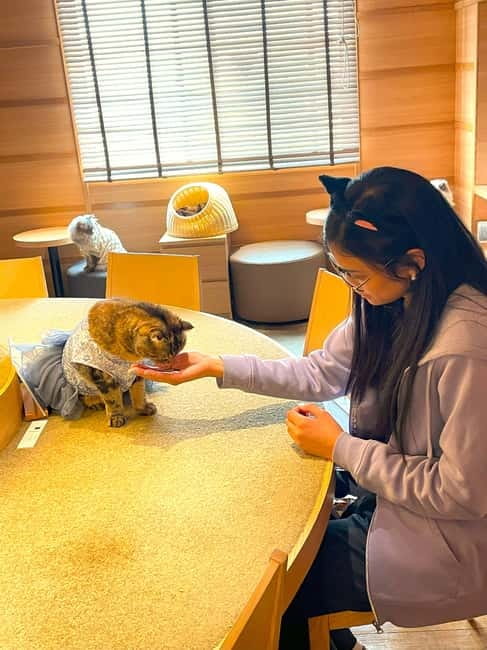 Tokyo: Gotokuji Cat Temple, Shinjuku Cat Cafe & 3D Cat Tour - Key Highlights You’ll Actually Feel During This Tour