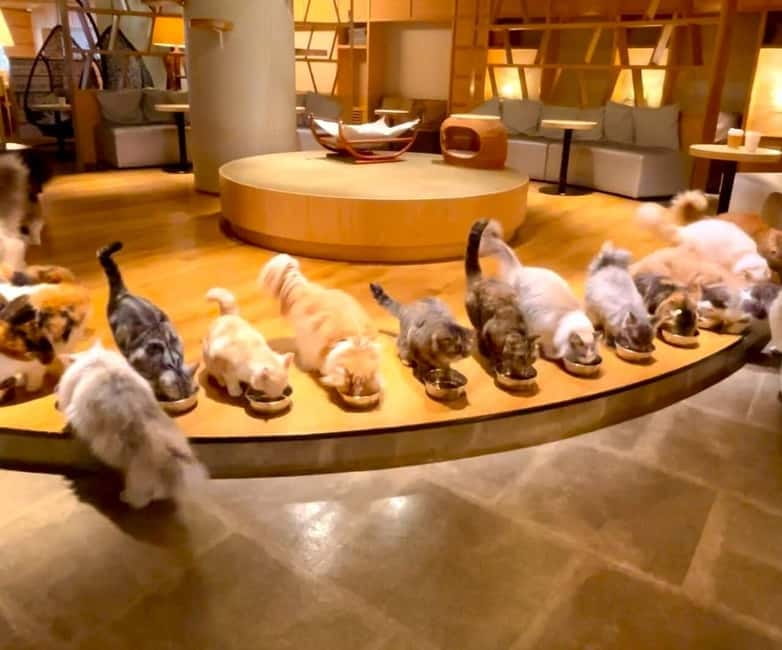 Tokyo: Gotokuji Cat Temple, Shinjuku Cat Cafe & 3D Cat Tour - Mocha Lounge Cat Cafe: 30 Minutes, Free Drinks, and Breakfast-Time Watching