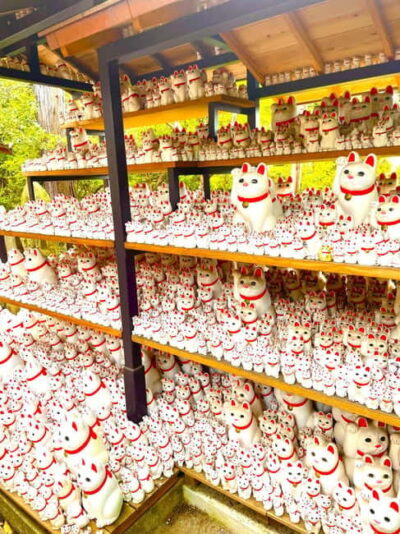 Gotokuji Cat Temple, Shinjuku Cat Cafe & 3D Cat Tour