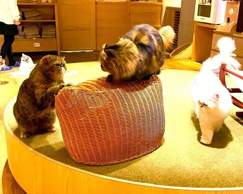 Tokyo: Gotokuji Cat Temple, Shinjuku Cat Cafe & 3D Cat Tour - Price and Value: What You’re Paying For (and What You’re Not)