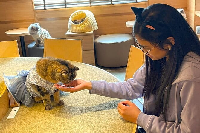 Tokyo: Gotokuji Lucky Cat Temple, Shinjuku Cat Cafe, 3D Giant Cat - Price and value: what $70 covers for your cat day