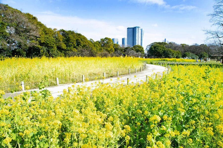 Tokyo: Hama-rikyu Gardens tour with Japanese Tea & Sweets - Key highlights you will feel right away