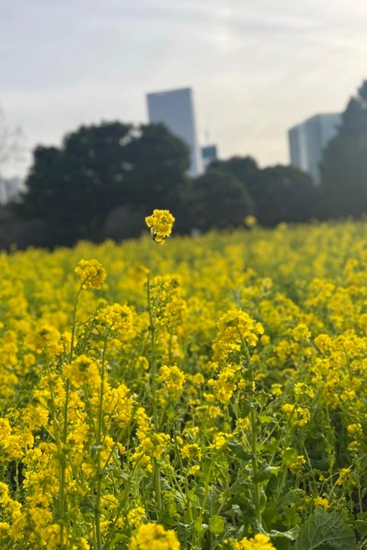 Tokyo: Hama-rikyu Gardens tour with Japanese Tea & Sweets - Karesansui and Kaiyushiki: two garden styles you will actually understand
