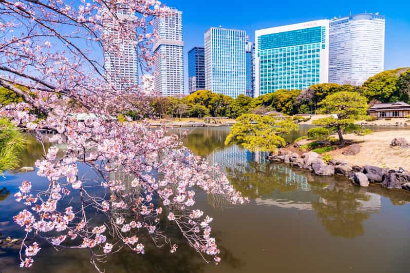 Tokyo: Hama-rikyu Gardens tour with Japanese Tea & Sweets - What to watch for during your visit (so it feels personal)