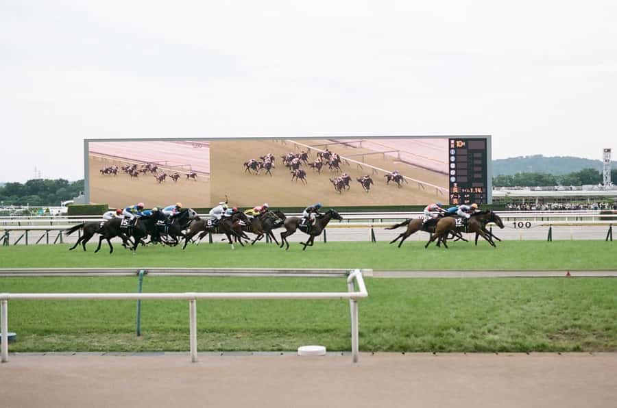 Tokyo: Horse Racing Tour with Local Fan - Horse racing in Tokyo, without the language stress