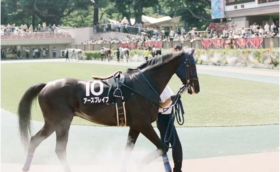 Tokyo: Horse Racing Tour with Local Fan - Before the races: learning betting basics like a local fan