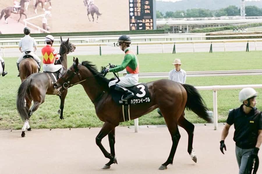 Tokyo: Horse Racing Tour with Local Fan - The races: live action, crowd energy, and the fun of cheering