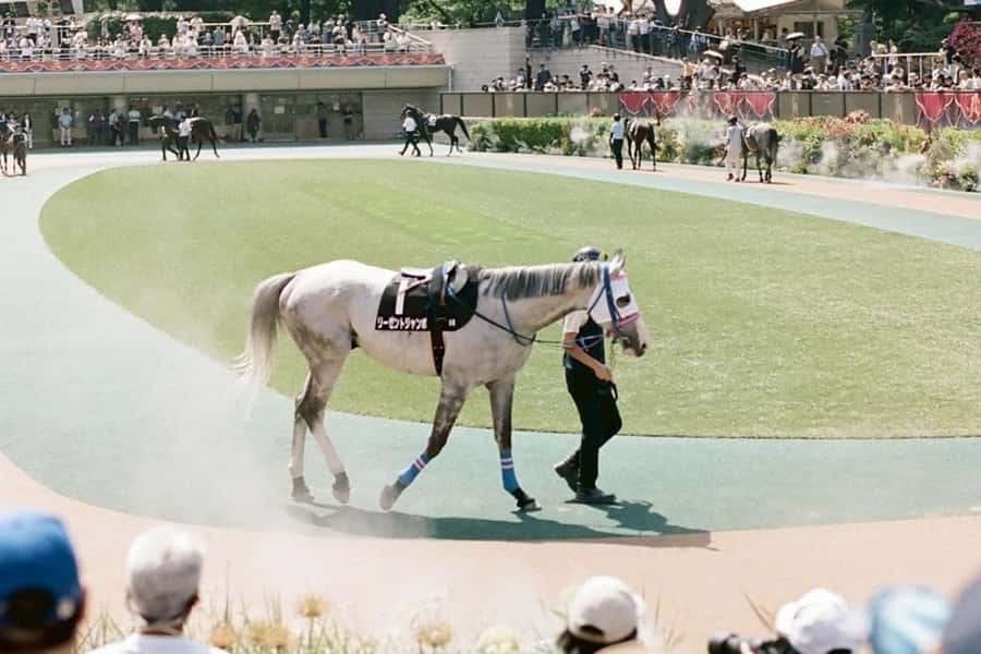 Tokyo: Horse Racing Tour with Local Fan - Train logistics: what’s included, what you must handle