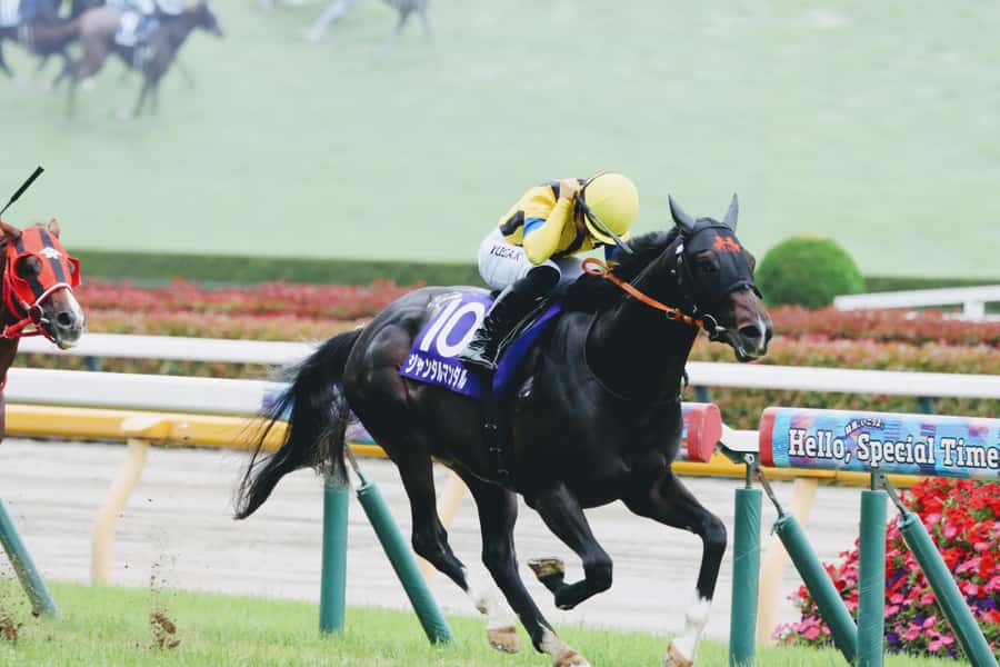 Tokyo: Horse Racing Tour with Local Fan - Choosing your racecourse: weekend Tokyo or Nakayama, weekdays Oi or Kawasaki
