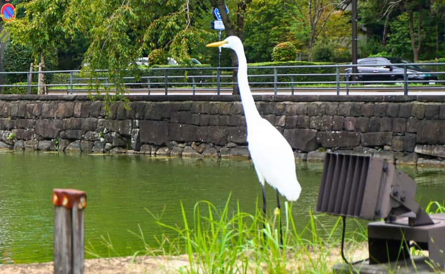 Tokyo: Imperial Palace Japanese History Walking Tour - Price and Value: Why $32 Can Feel Like a Deal