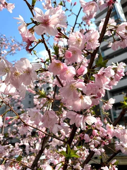 Tokyo: Local Foodie Adventure near Roppongi - Shrines and Temples for Good Luck, and Why That Part Matters