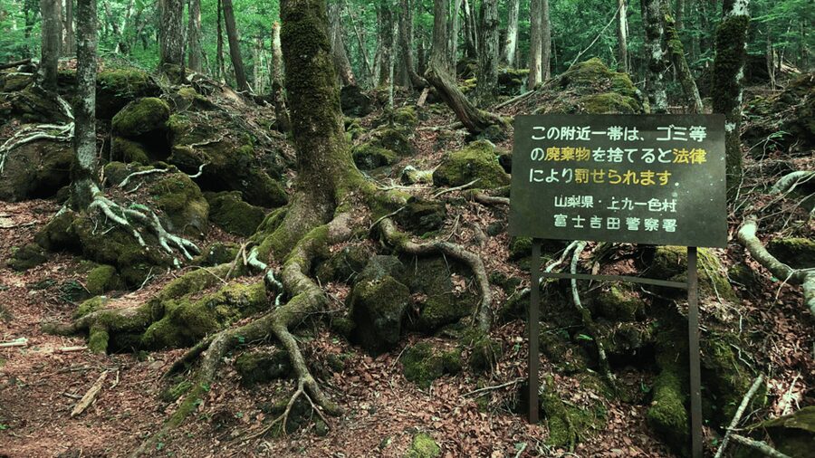 Tokyo: Mt. Fuji Hidden Gems and Aokigahara Forest Tour - The “your pace” part: private car routing around Fuji