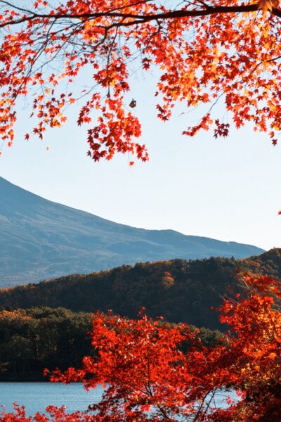 Mt. Fuji Hidden Gems and Aokigahara Forest Tour