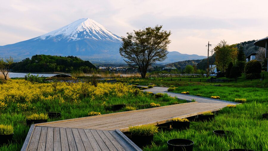 Tokyo: Mt. Fuji Hidden Gems and Aokigahara Forest Tour - Saiko Nenba-hama: calm lakeside time and a natural lunch spot