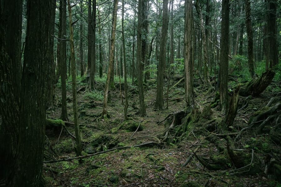 Tokyo: Mt. Fuji Hidden Gems and Aokigahara Forest Tour - Tatego-Hama Beach on Lake Motosu: quiet water, strong Fuji views