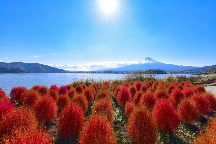 Tokyo:Mt.Fuji,Kawaguchiko Oishi Park,Arakurayama Sengen Park - Lake Kawaguchi: The Best Spot for Calm Fuji Reflections