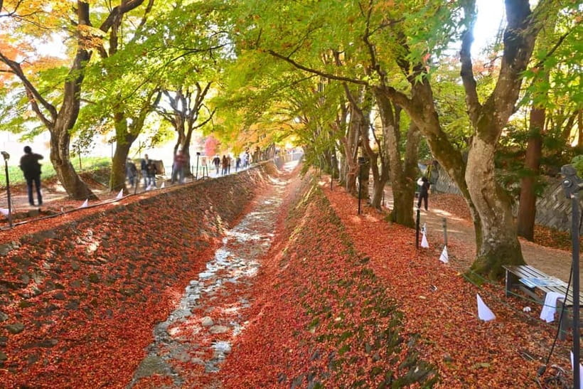 Tokyo:Mt.Fuji,Kawaguchiko Oishi Park,Arakurayama Sengen Park - How the Guide and Timing Affect Your Results