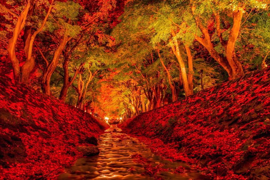 Tokyo: Mt Fuji Lake Kawaguchiko Tour & Arakuyama Sengen Park - Price and value, what about $58 buys you