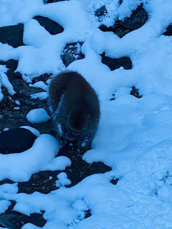 Tokyo/Nagano: private Tour with Snow Monkey Park & Temples - Zenkoji Temple plus Nakamise Street: 1,400 years in a compact stop