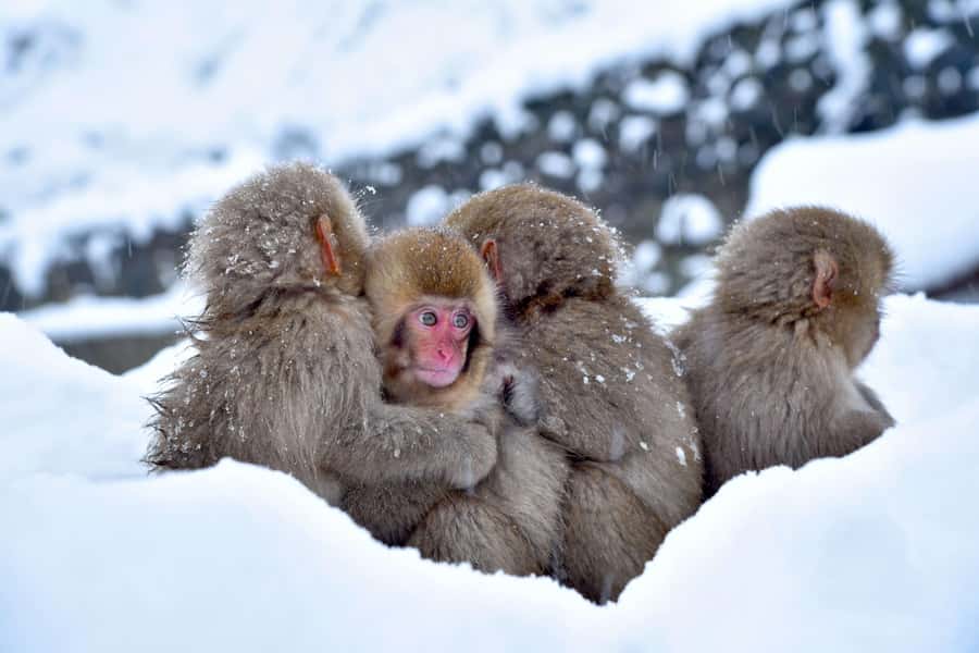Tokyo/Nagano: private Tour with Snow Monkey Park & Temples - Kamakura Snow Dome Village in winter: a short detour with seasonal charm