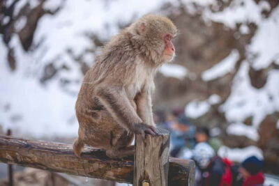 Nagano Snow Monkeys and Zenkoji Tour with Temples