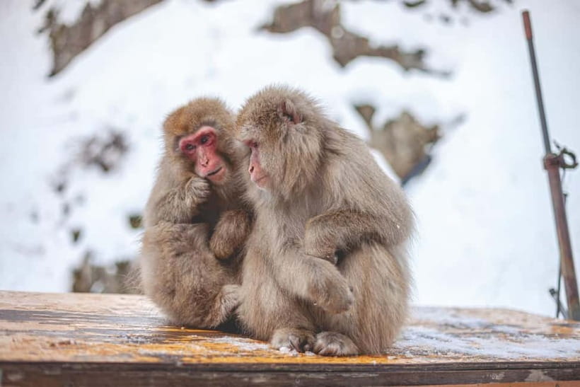Tokyo: Nagano Snow Monkeys and Zenkoji Tour with Temples - Obuse, charming streets and cultural Nagano flavor